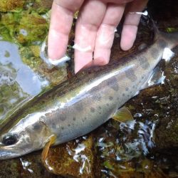 渓流ミノーイング ～長良川水系～